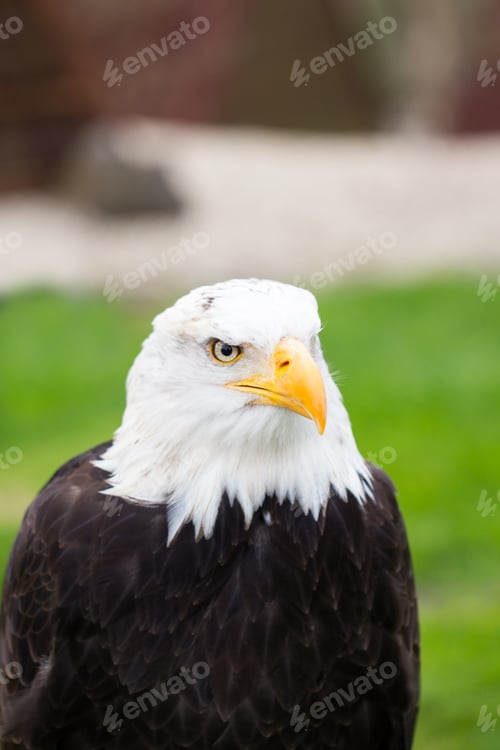 Preview: Portrait Of A Bald Eagle On Grass.