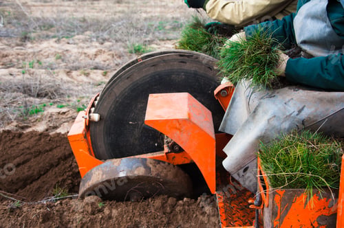 Preview: Young Pine Seedlings. Forestry And Reforestation. Planting A Forest.