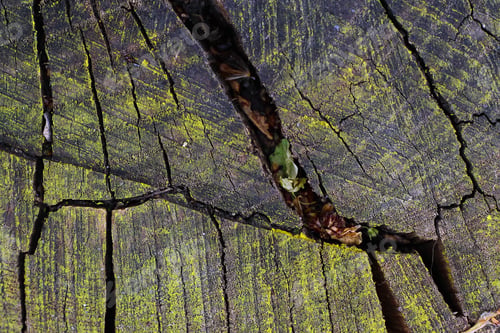 Preview: Texture Cut Of A Tree On A Stump, Background