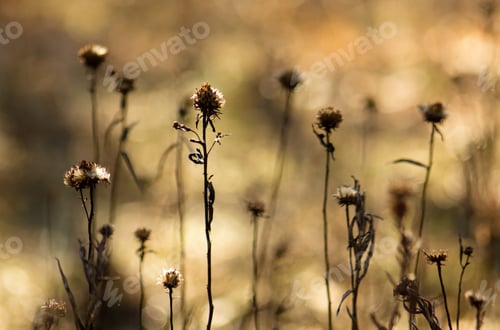 Preview: Frozen Flowers And Plants In Spring, In Beautiful Spring Light And Background Colors.