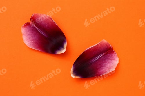 Preview: Flower Petals Fallen On An Orange Background