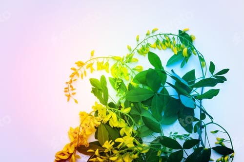 Preview: Aerial View Yellow Laburnum Bunch Of Flowers On Rainbow Background Top View Golden Chain Blossoms