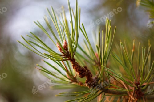 Preview: Pine Twig And Green Needle On Abstract Background For Christmas Decoration.
