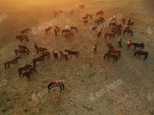 Preview: Aerial View Of Group Of Horses At Evening. Herd Of Young Horses Running, Top View.