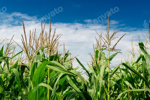 Preview: Green Corn Growing On The Field On A Sunny Day