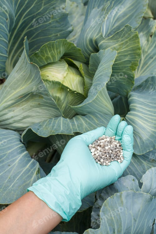 Preview: Farmer Hands In Rubber Gloves Holds Chemical Fertilizer To Give It To A Green Cabbage In The Garden.