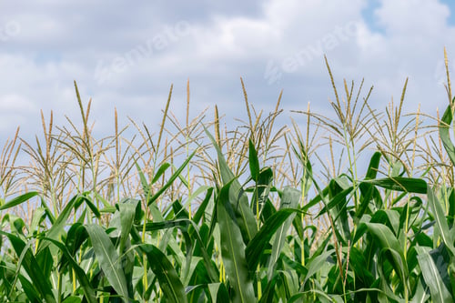 Preview: Corn Field In Summer Closeup View Against The Sky