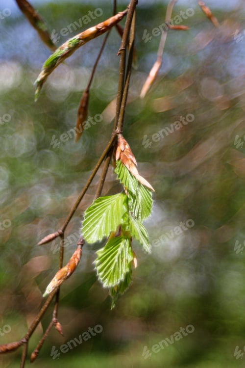 Preview: Beech Tree, Beech Spring Twig With Fresh Leaves, Game Of Reflections And Lights, Spring Natural