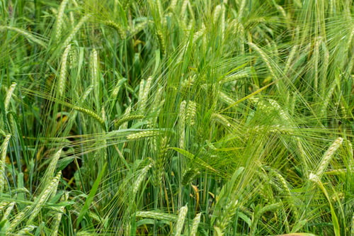 Preview: Ripening Barley On The Field In Early Summer