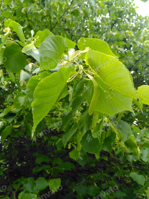 Preview: Large-Leaved Lichen, Tilia Platyphyllos Scop. (Tilia Platyphyllos Scop.) Is A Stony Tree Reaching A