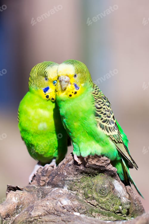 Preview: Parrot Portrait Of Bird. Wildlife Scene From Tropic Nature.