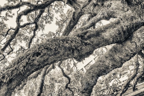 Preview: Beautiful Park With People Relaxing On The Oak Tree Branches.