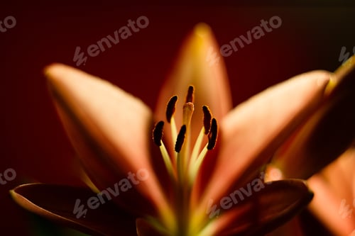 Preview: Orange Lily
