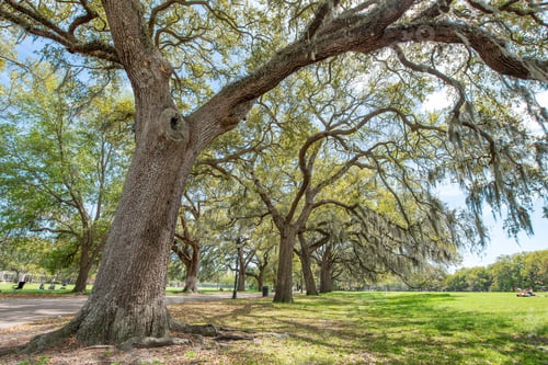 Preview: Trees Of Forsyth Park In Savannah, Georgia - Usa.