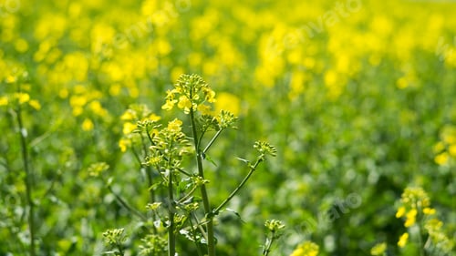Preview: Rapeseed (Brassica Napus) Is A Crop Grown For Oilseeds, Used Mainly To Produce Oil.