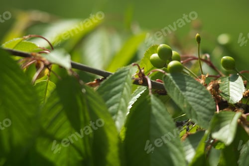 Preview: Green Ripening Fresh Cherries On Branches, Spring Background.