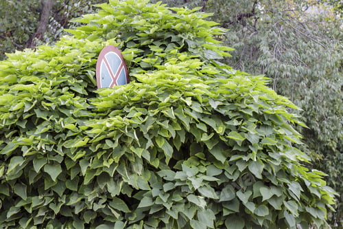 Preview: Road Sign No Stopping (Clearway) Hidden Behind The Foliage Of Trees