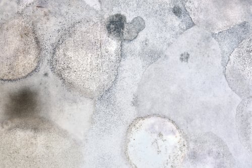 Preview: Circles Of Black Mold On The Wall In The House, Close-Up