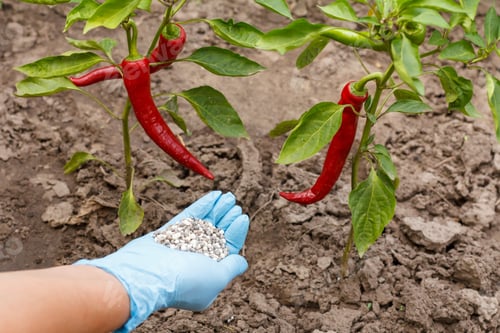 Preview: Farmer Hand In A Nitrile Glove Holding Chemical Fertilizer To Give It To A Chili Pepper Bush In The