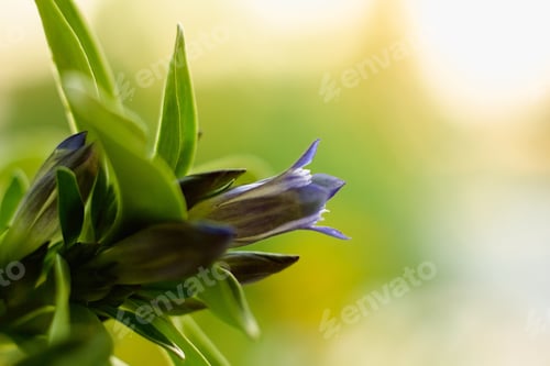 Preview: Abstract Flower For Background