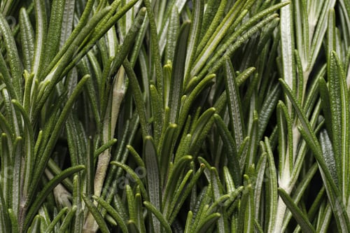 Preview: Fresh Green Rosemary Leaves As Background, Closeup