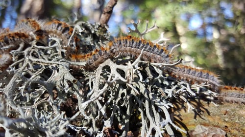 Preview: Group Of Caterpillars On A Plant