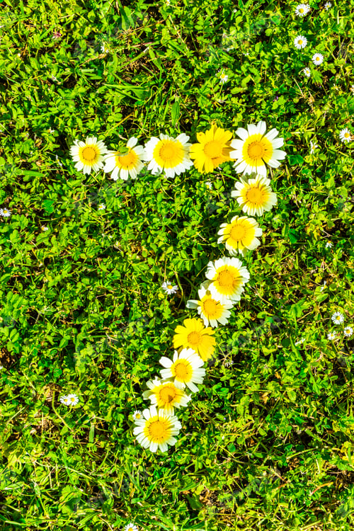 Preview: Flower Numbers, Number 7 Made Of Daisy Blossoms.