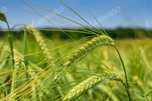 Preview: Ripening Barley On The Field In Early Summer