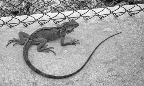 Preview: Close Up Of A Large Green Iguana On A Walkway, Florida.