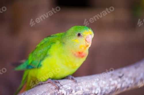 Vista previa: Parrot Portrait Of Bird. Wildlife Scene From Tropic Nature.