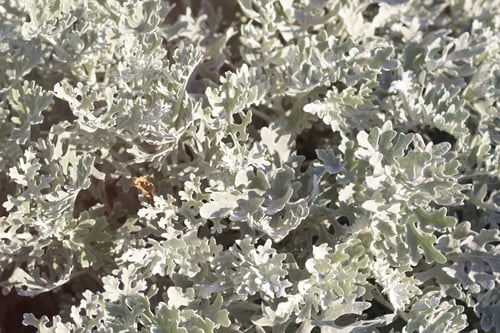 Preview: Artemisia Abstract Background. Toned
