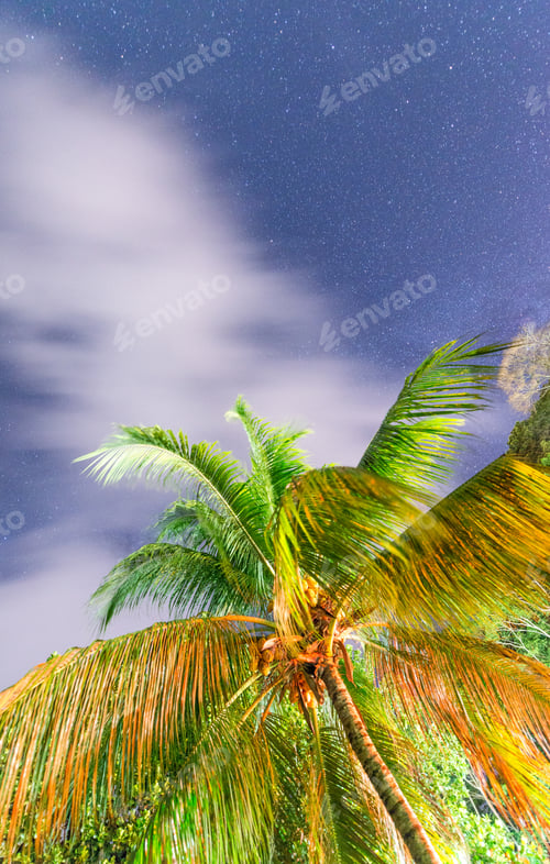 Preview: Starry Sky With Tropical Palm On Foreground, Seychelles.