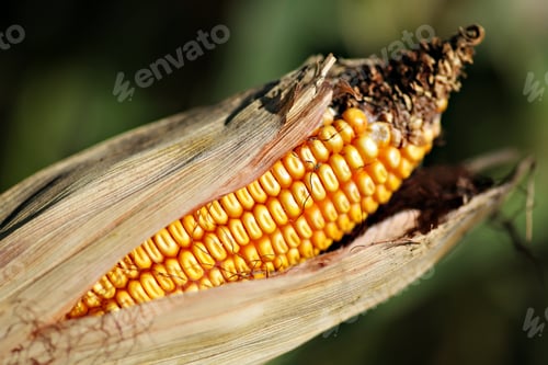 Preview: Color Picture Of A Ear Of Corn