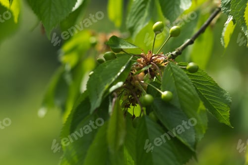 Preview: Green Ripening Fresh Cherries On Branches, Spring Background.