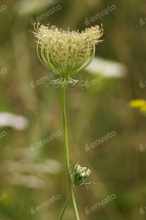 Preview: Carduus Crispus Is A Summer Field Flower, Abundant In The Summer Meadow.