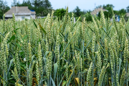 Preview: Green Wheat Growing On The Field In Early Summer