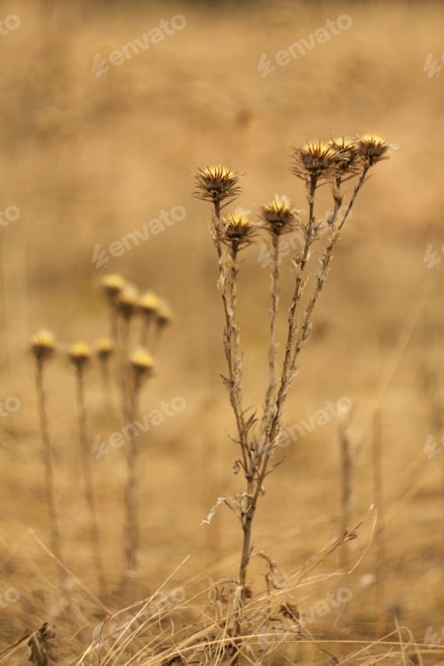 Preview: An Old Dry Flower, Dried Thistle In Spring After Winter.