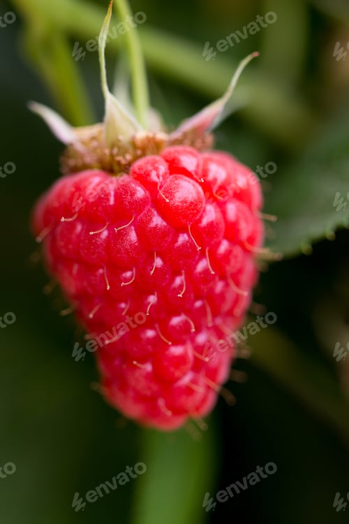 Preview: Eco Raspberry Ripe Close Up In The Garden.