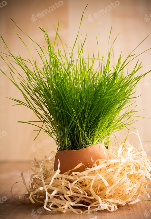 Preview: Easter Composition Of Green Grass Egg Shell.