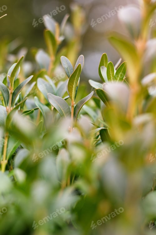 Preview: Bay Leaves, Botanical Laurel Laurel (Laurus Nobilis L.)