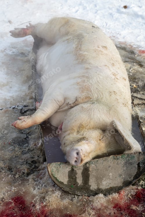 Preview: Pig Slaughtered With Hot Water To Remove Hair. Home Butchering.
