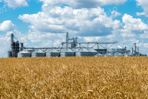 Preview: Field Of Ripe Wheat And Elevator Silos On The Background