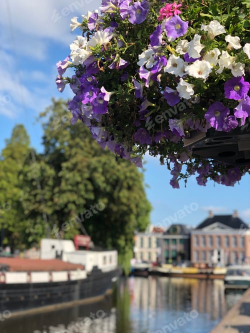 Preview: Flower With In The Background A Canal In Heerenveen, Friesland The Netherlands