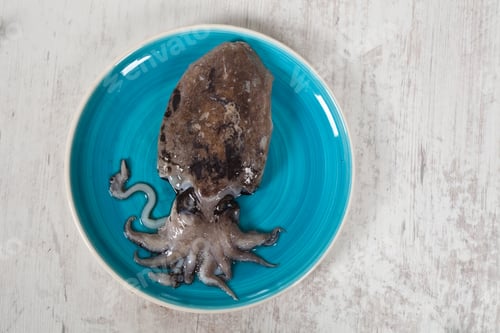 Fresh Cuttlefish Displayed on a Vibrant Blue Plate
