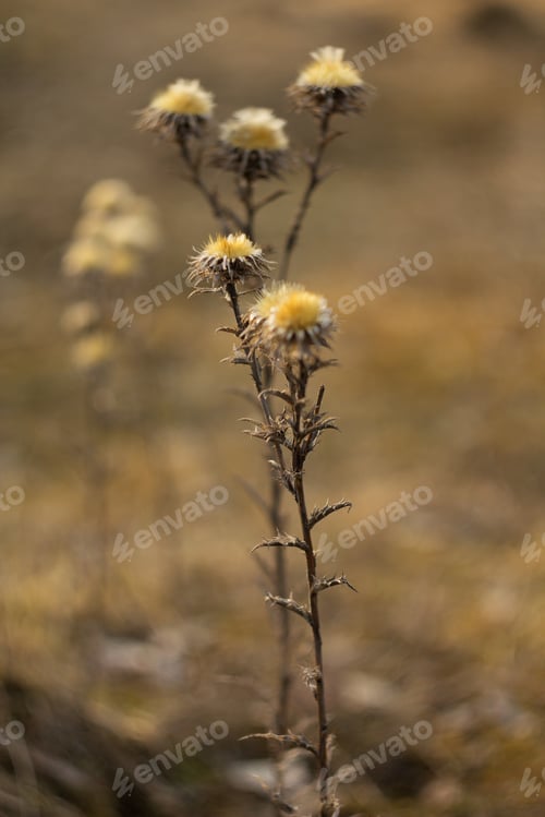 Preview: An Old Dry Flower, Dried Thistle In Spring After Winter.