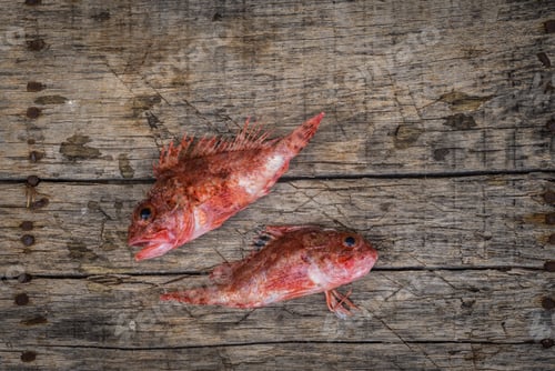 Preview: Fresh Raw Red Mullet On Wooden Background
