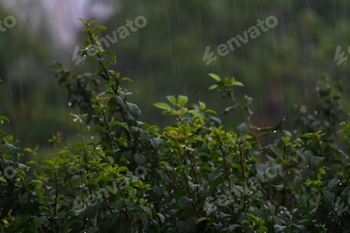 Preview: Leaves Of Trees In Rainy, Cloudy Weather On A Gloomy Evening