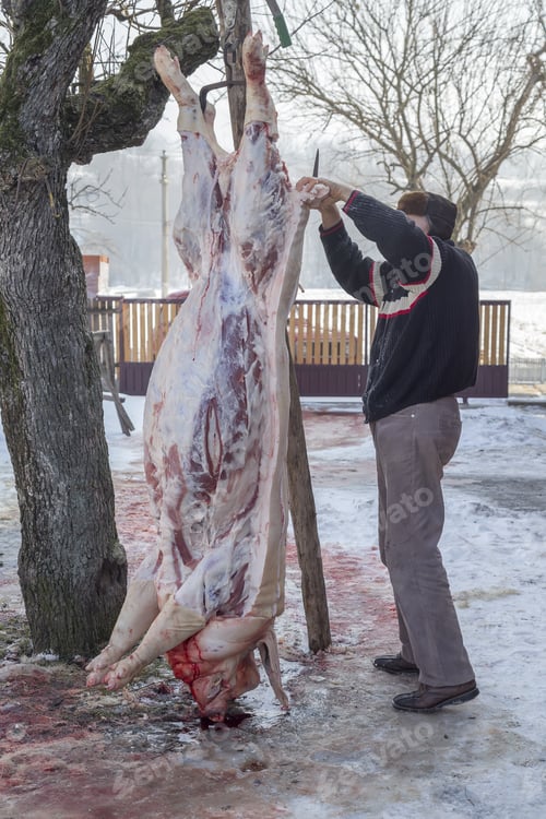 Preview: Slaughtered Pig Hanging On Hooks, Home Butchering.