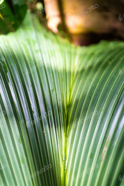 Preview: Tropical Palm Trees In Valle De Mai, Praslin, Seychelles.