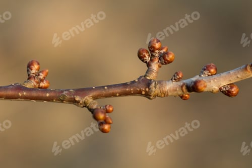 Preview: Spring Twig Budding Buds Leaves Flowers Spring Nature Background.